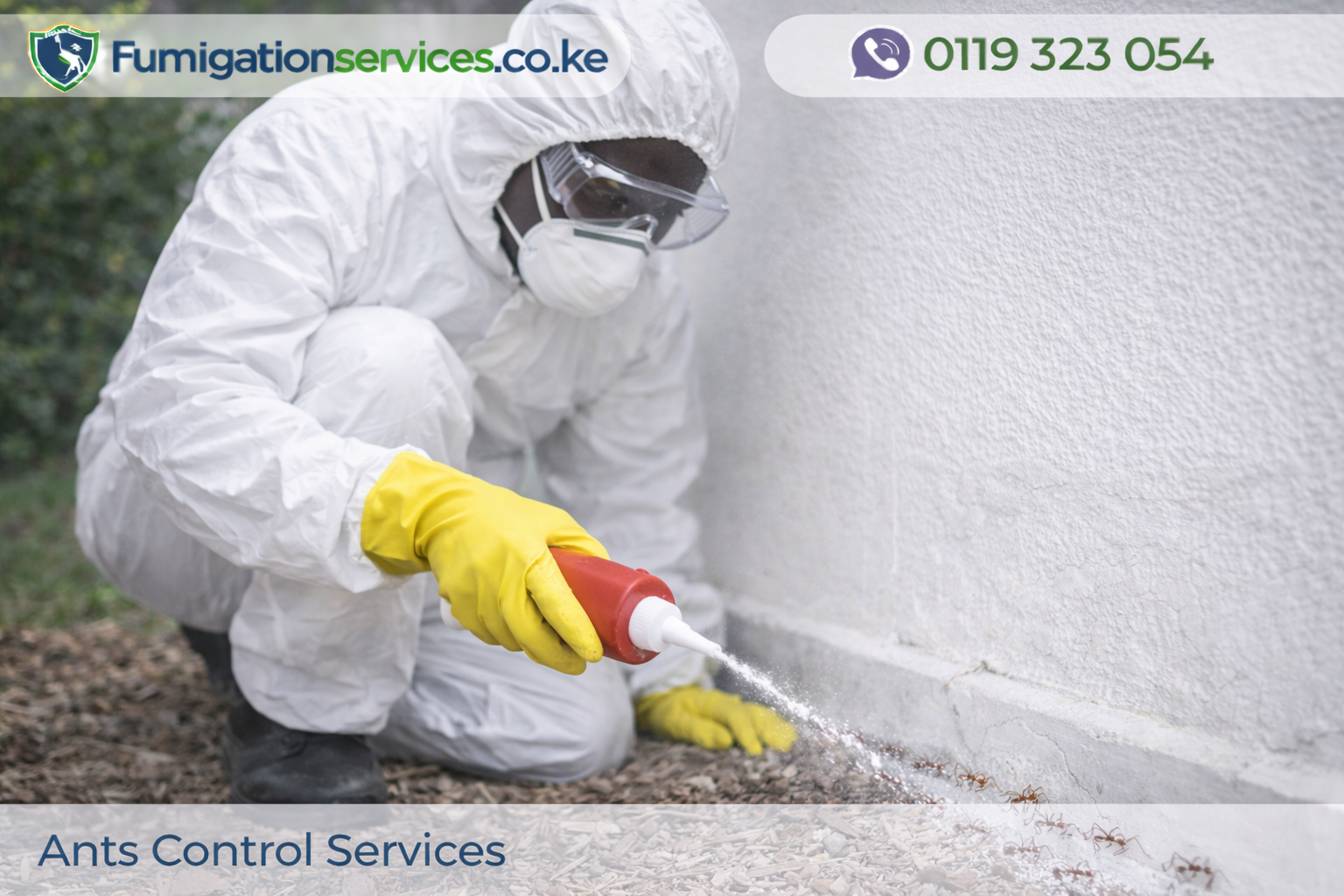 Ants Control Services in Nairobi
