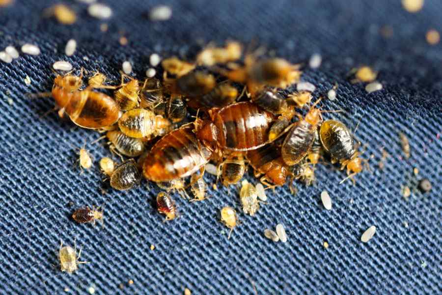 bedbugs control services in nairobi