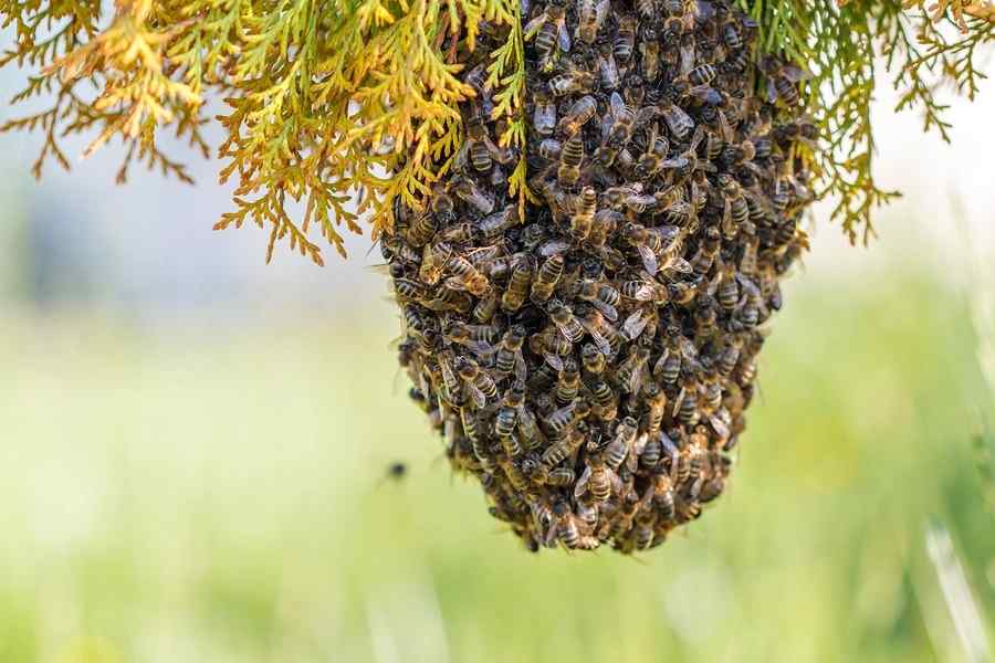 bees removal services in nairobi