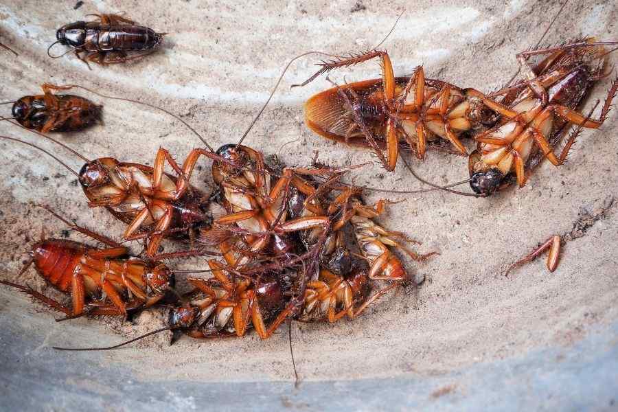 cockroaches control services in nairobi
