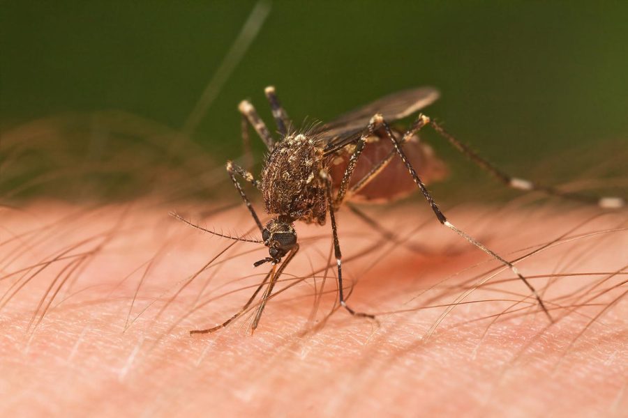 mosquitoes control services in nairobi