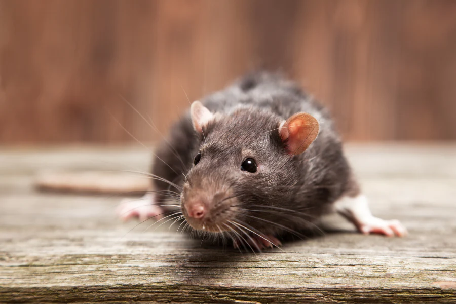 rodents control services in nairobi