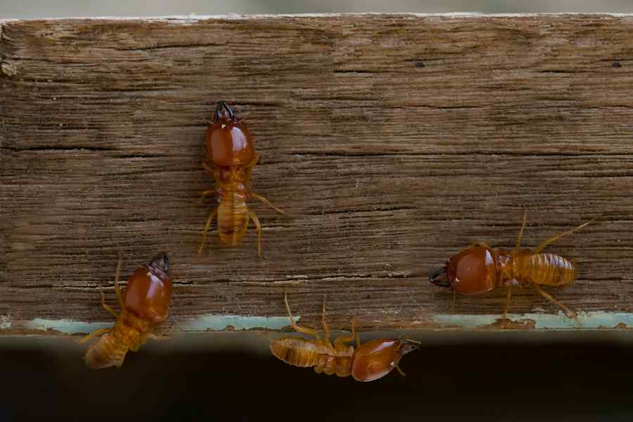 termites control services in nairobi