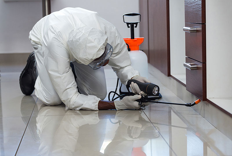 pest control services in nairobi.jpg